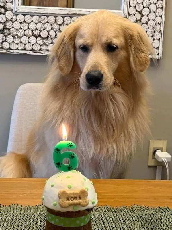 Perro con torta individual y vela número 6