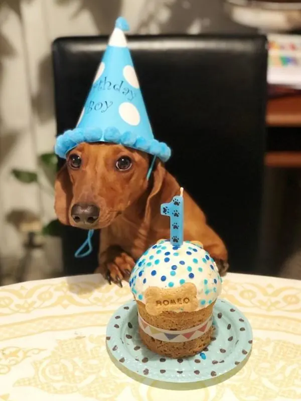 Perro con torta individual y vela número 1