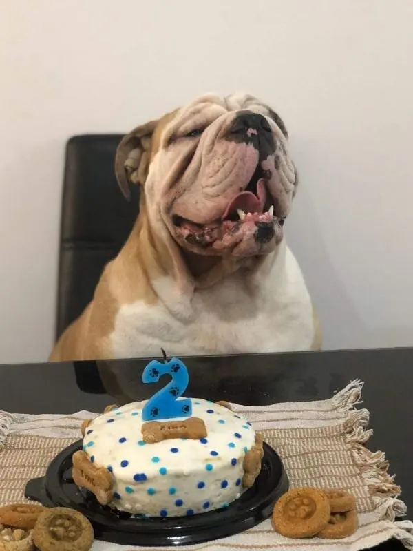 Perro con torta individual y vela número 2